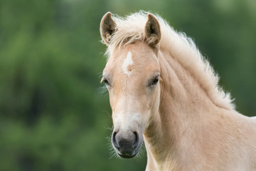 Fototapeta premium Haflinger foal, South Tyrol, Italy