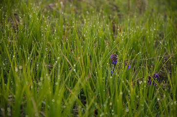 on a green lawn in the early foggy morning
