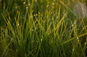 on a green lawn in the early foggy morning