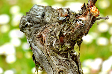 Obraz premium Vite - Grape trunk