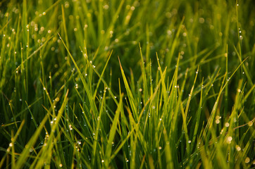 on a green lawn in the early foggy morning