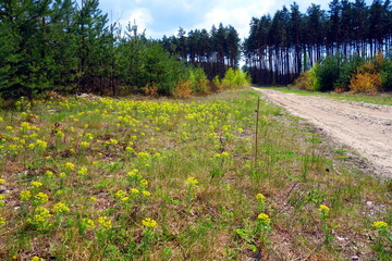 Obraz premium young yellow blooming wild flowers on meadow by green coniferous forest 