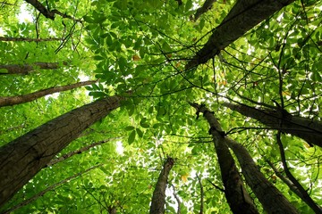 green beech trees shot from below