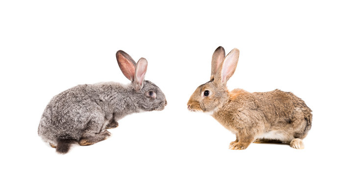 Gray and brown rabbit sitting together