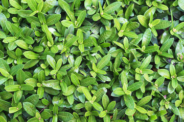 Green plants