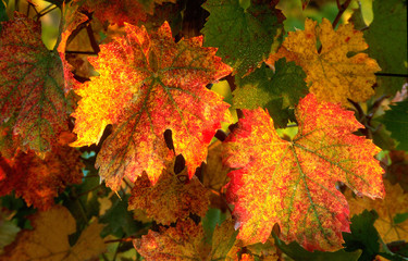 Autumn in the Tuscan countryside. The leaves of the Chianti vineyards are yellow and red in October. Italy