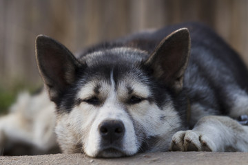 Chain dog, lying on the sidewalk near a wooden fence