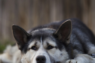 Chain dog, lying on the sidewalk near a wooden fence