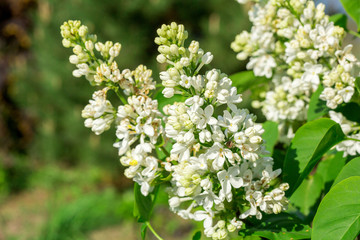 Branches of blooming white lilac