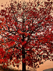 maple tree with red leaves in october
