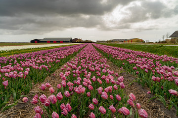 Springtime tulip fields