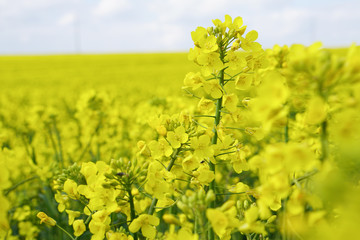 Obraz premium Rapsfeld im Sommer