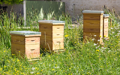 Ruches en ville. Apiculture une nouvelle ressource urbaine.