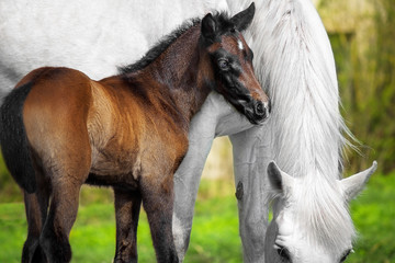 Little foal and his mother
