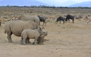 Fototapeta na wymiar White Rhinoceros on the plain's of South Africa 