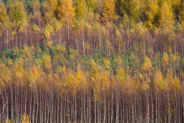 Rows of autumn trees, background