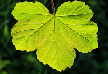 Sycamore leaf