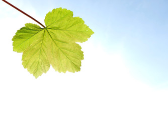 Sycamore leaf