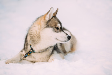 Husky Dog Sit In Snow. Winter 
