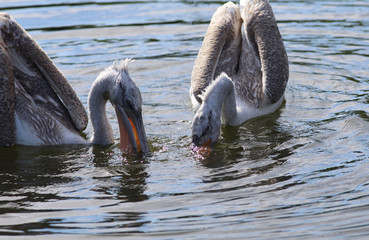 Pelicans, which filter the water