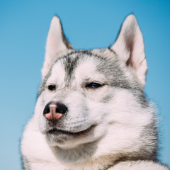 Close Up Of Young Funny Gray Husky Puppy Dog