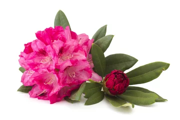 Papier peint adhésif Azalée rhododendron