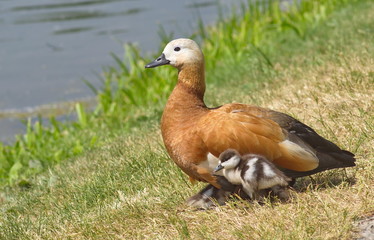 Duck ruddy Shelduck (Tadoma ferruginea) with chicks.