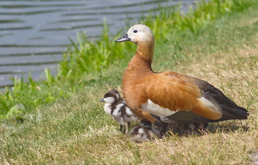 Duck ruddy Shelduck (Tadoma ferruginea) with chicks.