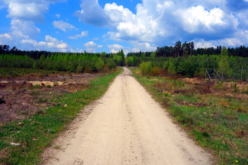 Fototapeta premium dirty sandy way through forest with clearing seedlings and mature trees on horizon