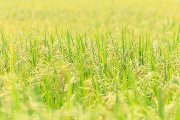 Young green rice field in Thailand