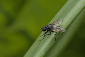 fly insect