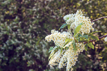 Branch of bird cherry. Copy space.