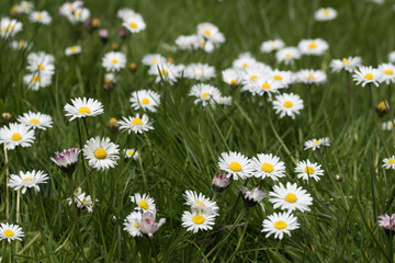 Fototapeta premium Gänseblümchen auf einer Wiese