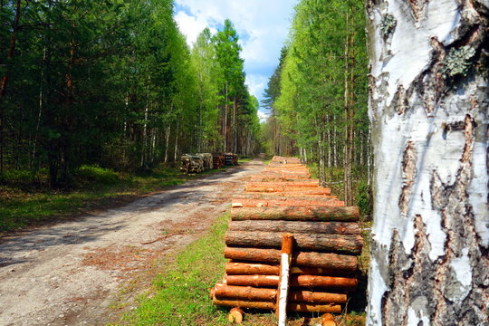 Fototapeta timber landscape with cut wood logs green trees and sandy road behind birch 