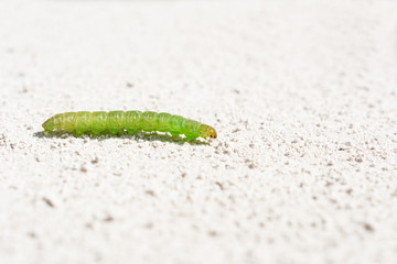 Beautiful green caterpillar creeps on white surface