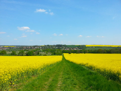 Rapsfeld in der Bl&uuml;te, Feldweg durch ein Rapsfeld, Sprie&szlig;endes Gr&uuml;n im Fr&uuml;hling, Raps bl&uuml;ht im April und Mai 