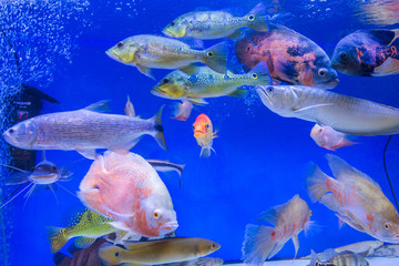 Fish in aquarium 