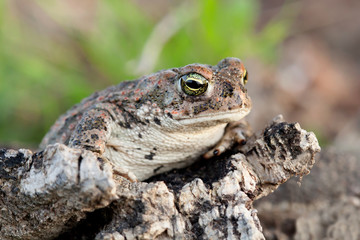 Frog with bulging green eyes