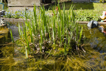 Gartenteich