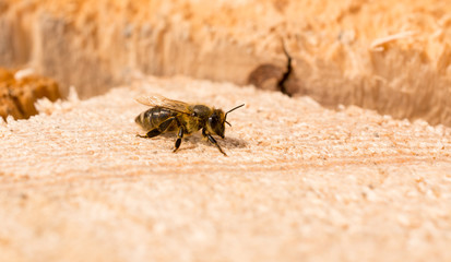 Macro of honey bee on wooden surface