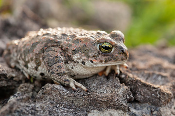Frog with bulging green eyes
