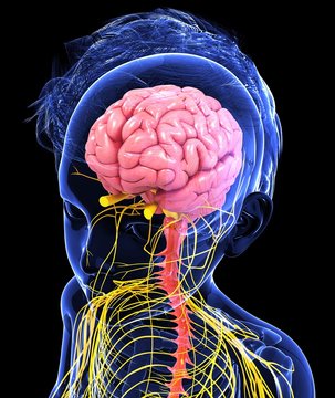 Human nervous system, artwork