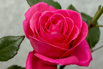 beautiful flower red rose