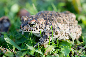 Frog with bulging green eyes