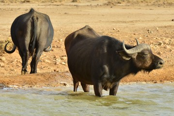 Cape Buffalo at a watering hole in South Africa