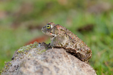 Frog with bulging green eyes