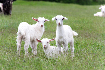 Obraz premium goatlings are grazing on grass in the village