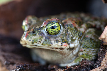 Frog with bulging green eyes