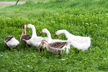flock of geese grazing on green grass in the village