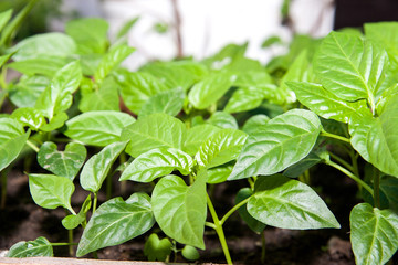 Young shoots of seedlings the bell peppers